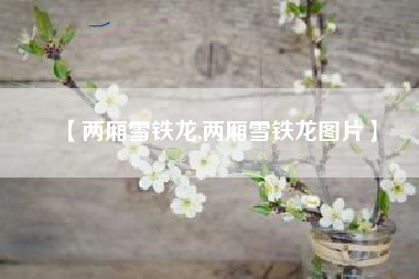 【两厢雪铁龙,两厢雪铁龙图片】